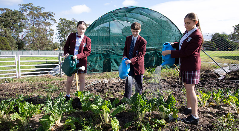 Vegetable garden at Bede Polding Catholic College Windsor