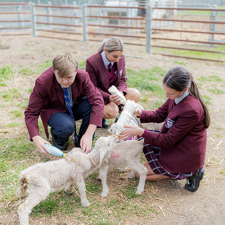 Students feeding lambs at Bede Polding Catholic College Windsor