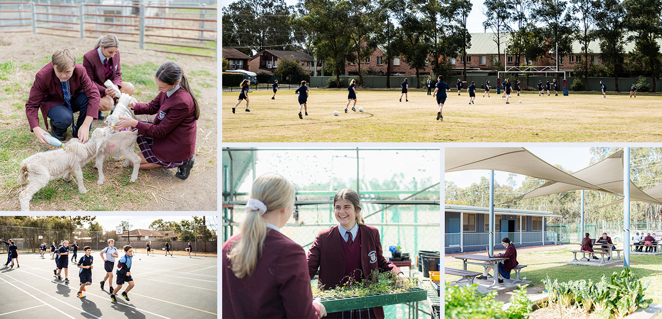 Agriculture at Bede Polding Catholic College South Windsor