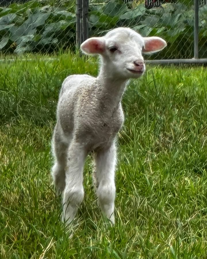 518854690242906_1525775139550851-1